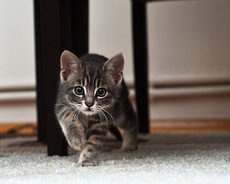 Gray Tabby Kitten — Curious, Photograph, Carpet, Table Leg