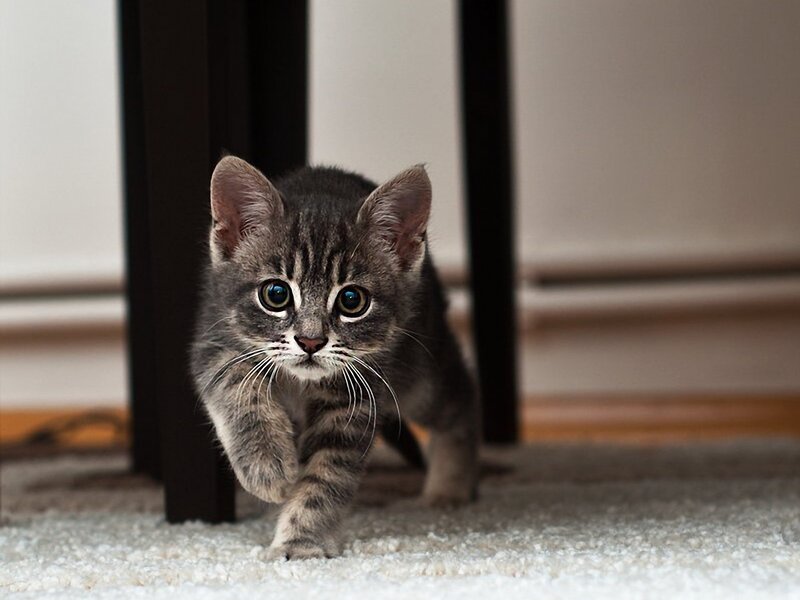 Gray Tabby Kitten — Curious, Photograph, Carpet