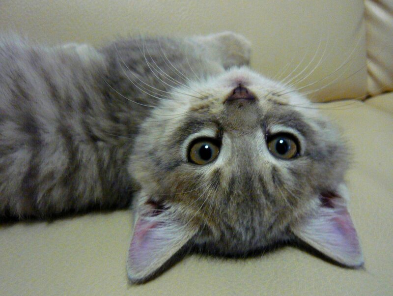 Gray Tabby Kitten — Curious, Photograph, Cat