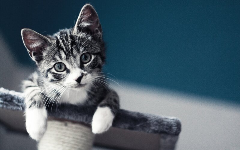Gray Tabby Kitten — Curious, Photograph, Cat Tree
