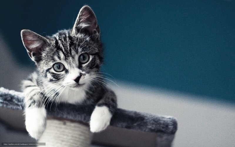 Gray Tabby Kitten — Curious, Photograph, Cat Tree, Whiskers, Blue Background