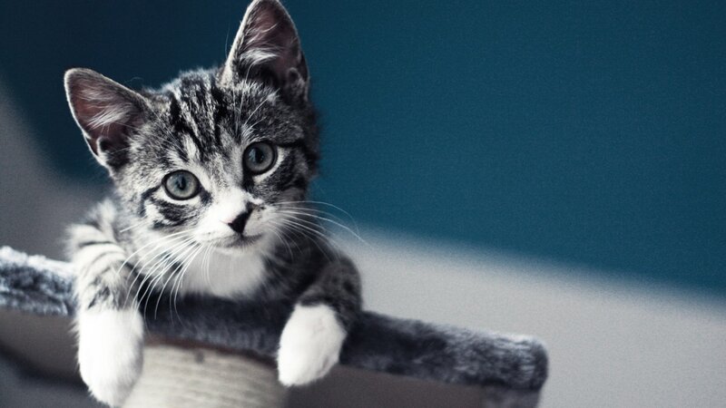 Gray Tabby Kitten — Curious, Photograph, Cat Tree, Whiskers