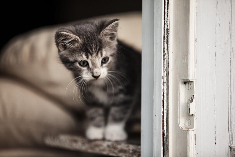 Gray Tabby Kitten — Curious, Photograph, Door