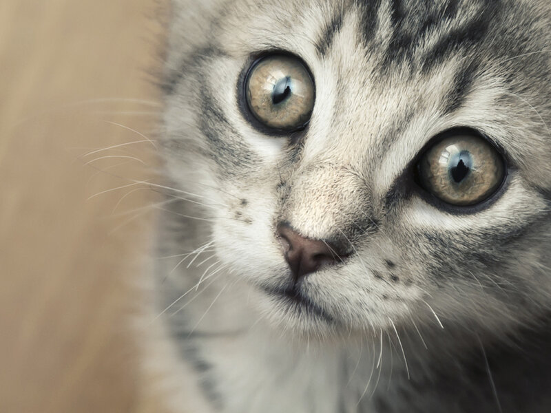 Gray Tabby Kitten — Curious, Photograph, Eyes