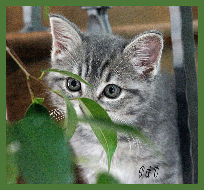 Gray Tabby Kitten — Curious, Photograph, Leaves