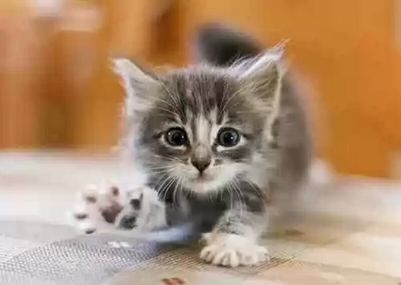 Gray Tabby Kitten — Curious, Photograph, Paw, Floor