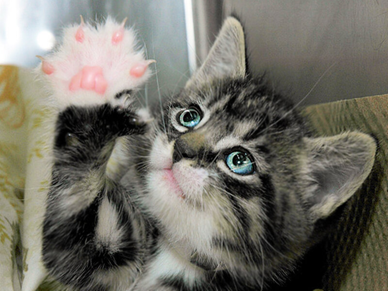 Gray Tabby Kitten — Curious, Photograph, Paw