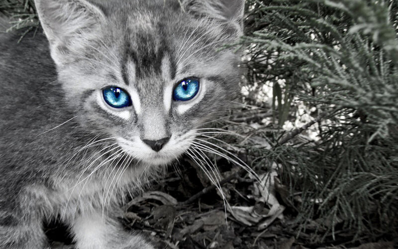 Gray Tabby Kitten — Curious, Photograph, Plant