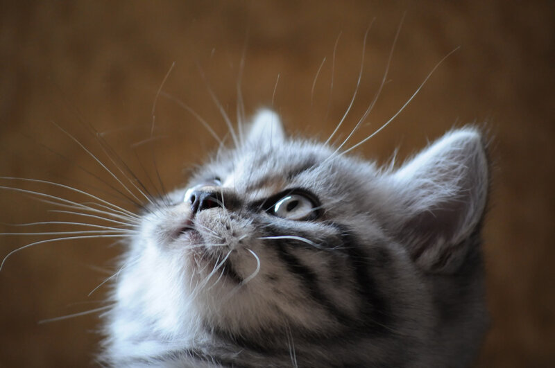 Gray Tabby Kitten — Curious, Photograph