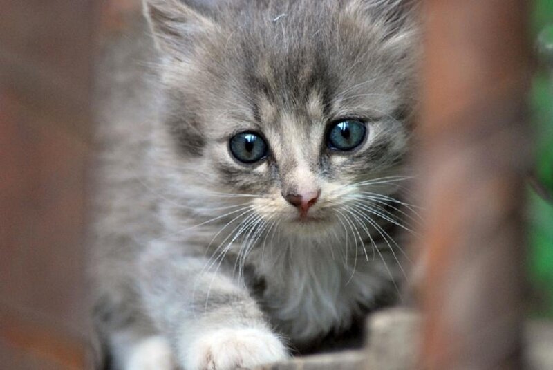 Gray Tabby Kitten — Curious, Photograph, Whiskers, Blue Eyes, Wood