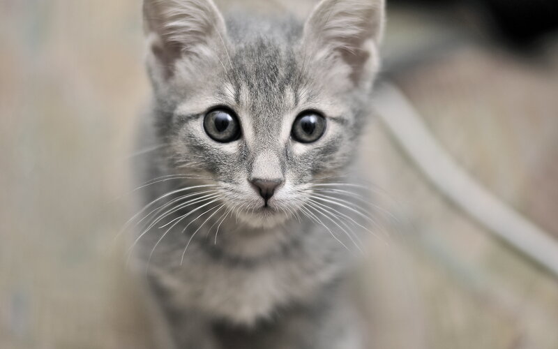 Gray Tabby Kitten — Curious, Photograph, Whiskers, Eyes, Ears