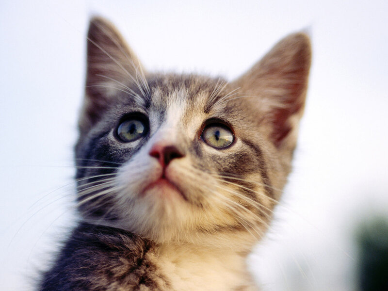 Gray Tabby Kitten — Curious, Photograph, Whiskers, Eyes