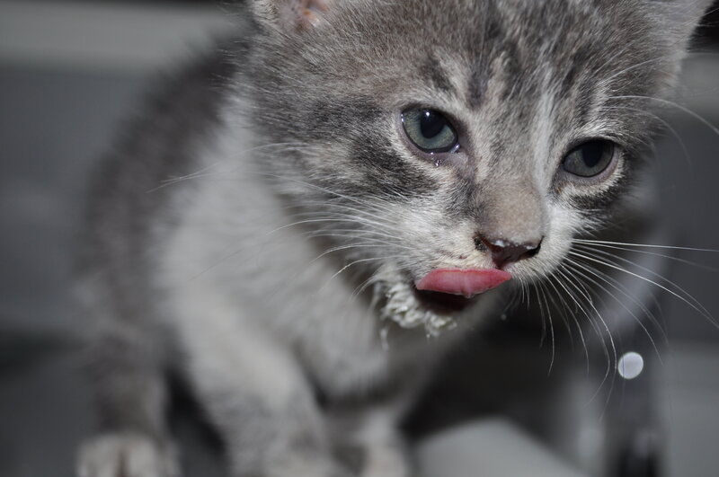 Gray Tabby Kitten — Curious, Photograph, Whiskers, Eyes, Tongue