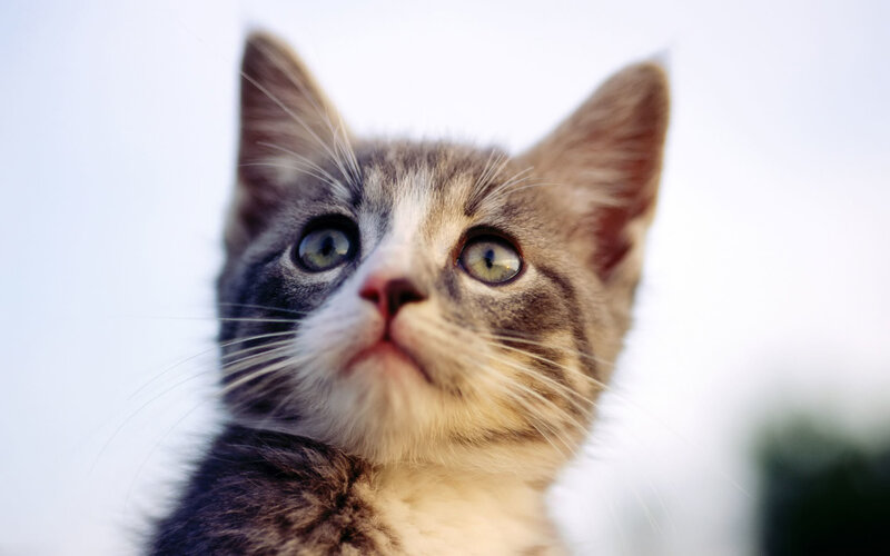 Gray Tabby Kitten — Curious, Photograph, Whiskers