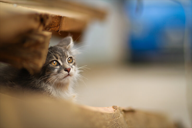 Gray Tabby Kitten — Curious, Photograph, Wooden Structure, Blue Object