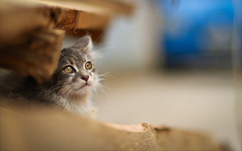 Gray Tabby Kitten — Curious, Photograph, Wooden Structure, Whiskers