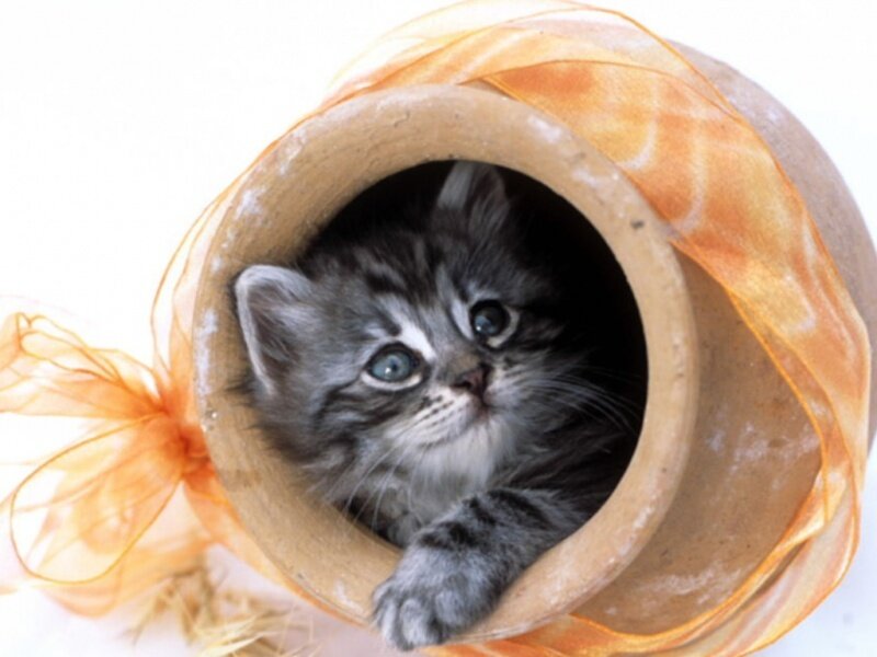Gray Tabby Kitten — Curious