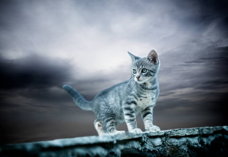 Gray Tabby Kitten — Dramatic, Photograph, Cat