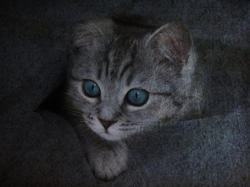 Gray Tabby Kitten — Dramatic