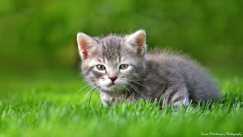 Gray Tabby Kitten — Green, Calm, Afternoon, Photograph, Grass, Green Background