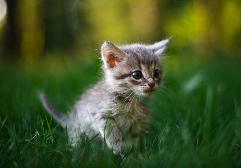 Gray Tabby Kitten — Green, Calm, Afternoon, Photograph, Grass, Outdoor