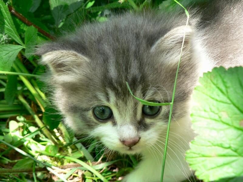 Gray Tabby Kitten — Green, Calm, Afternoon, Photograph, Grass