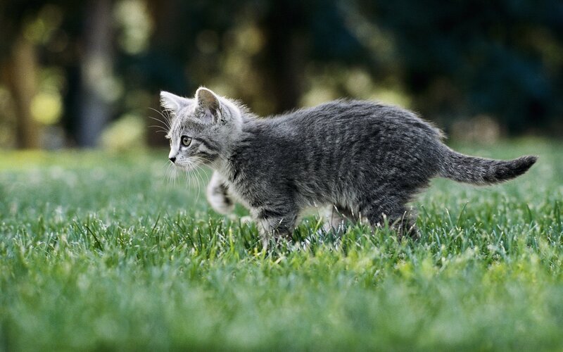 Gray Tabby Kitten — Green, Calm, Afternoon, Photograph, Grass, Trees