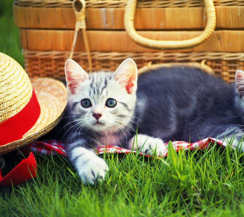 Gray Tabby Kitten — Green, Calm, Afternoon, Photograph, Straw Hat