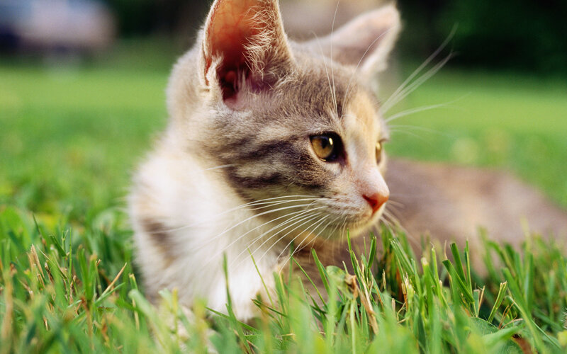 Gray Tabby Kitten — Green, Calm, Afternoon, Photograph