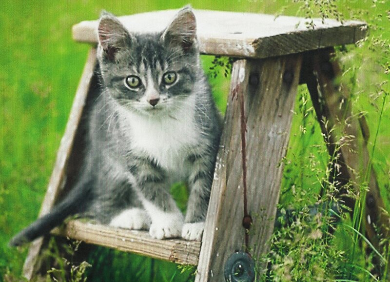 Gray Tabby Kitten — Green, Calm, Afternoon, Photograph, Wooden Stool