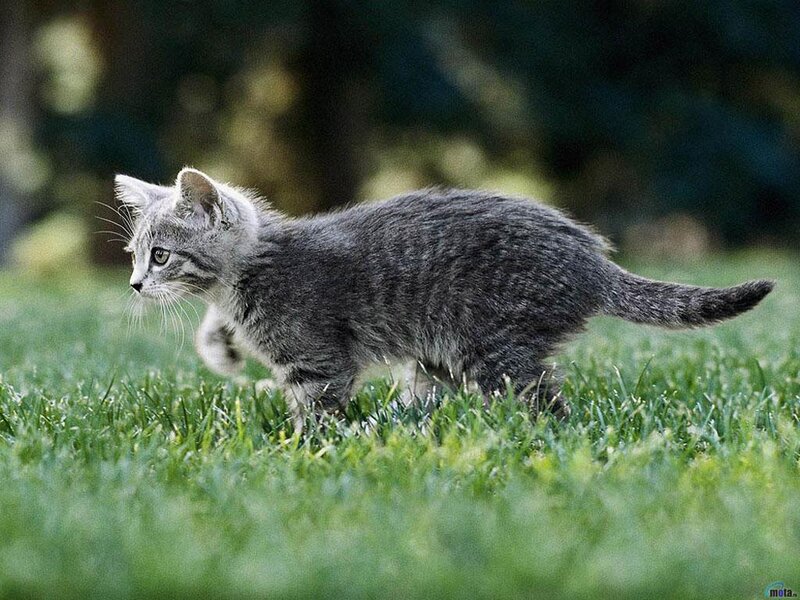 Gray Tabby Kitten — Green, Calm, Afternoon