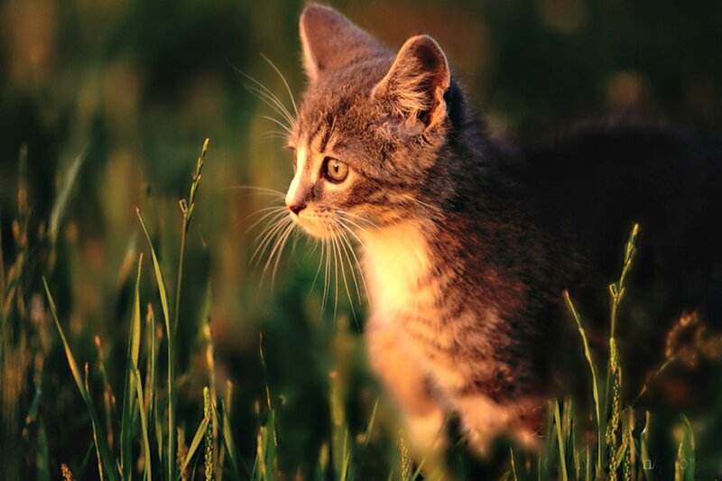 Gray Tabby Kitten — Green, Calm, Sunset, Photograph