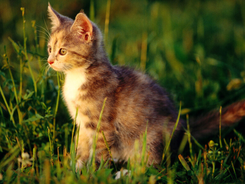 Gray Tabby Kitten — Green, Calm, Sunset