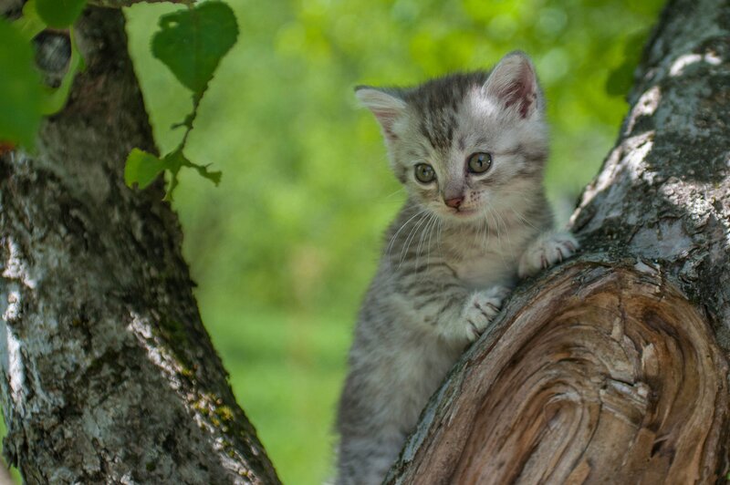 Gray Tabby Kitten — Green, Curious, Afternoon, Photograph