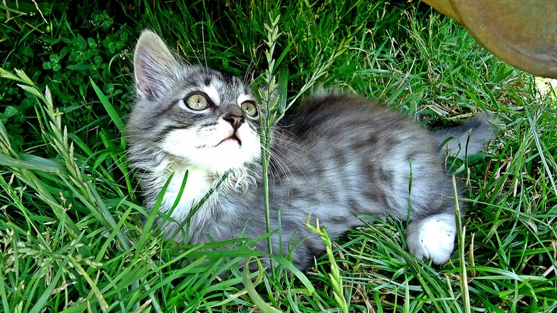 Gray Tabby Kitten — Green, Curious, Afternoon