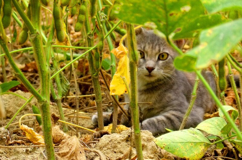 Gray Tabby Kitten — Green, Curious