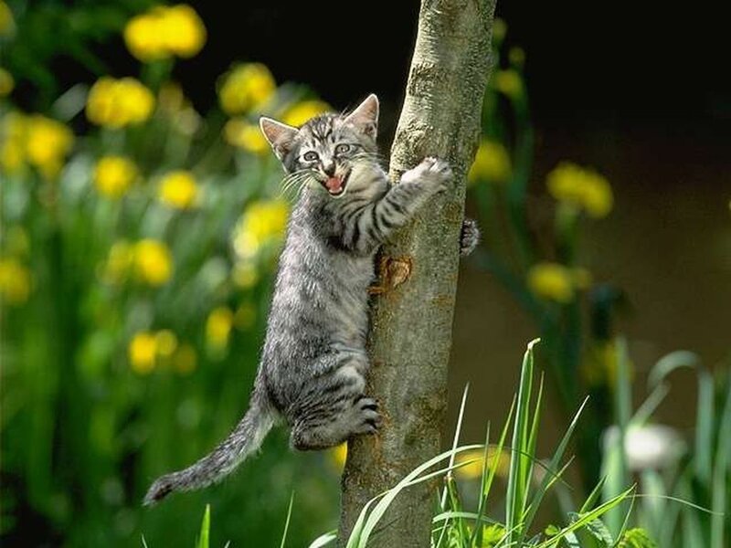 Gray Tabby Kitten — Green, Playful, Spring