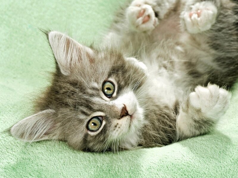Gray Tabby Kitten — Green, Playful