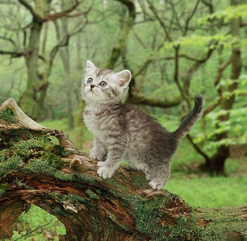 Gray Tabby Kitten — Green, Serene