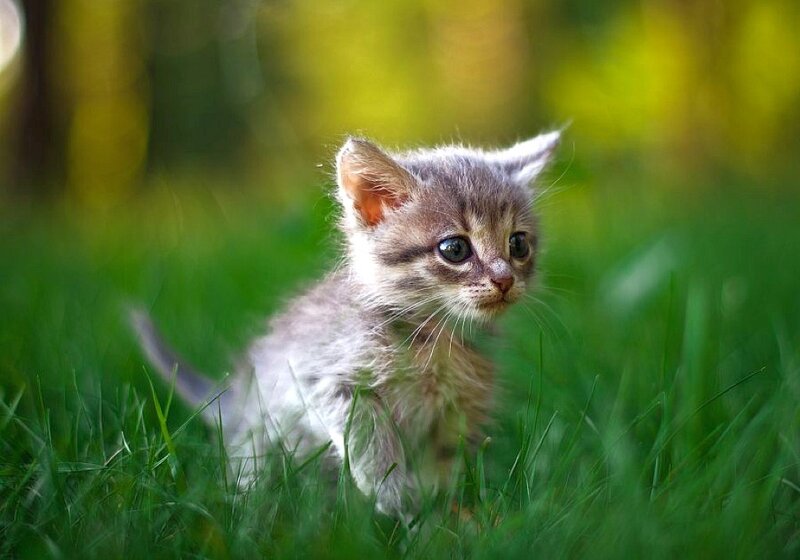 Gray Tabby Kitten — Green