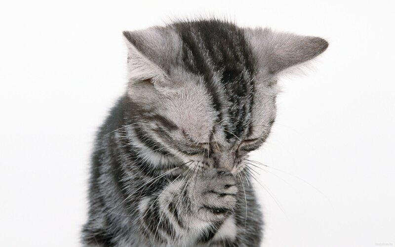 gray tabby kitten grooming