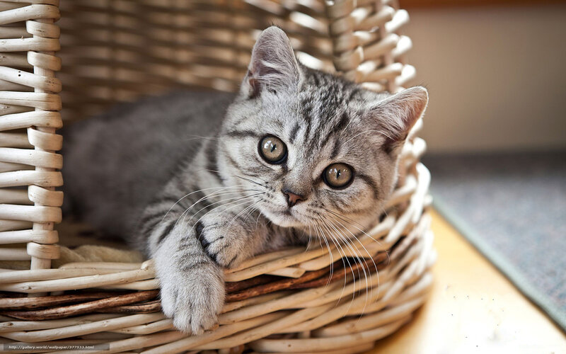 gray tabby kitten in basket