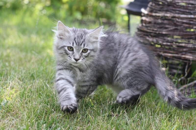 gray tabby kitten in grass