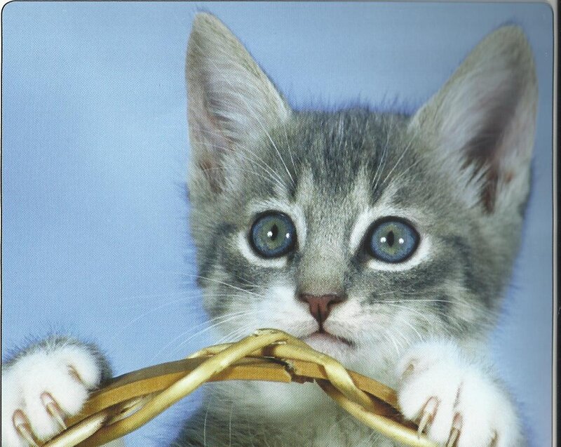 Gray Tabby Kitten — Innocent, Photograph, Basket