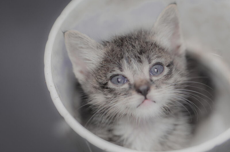 Gray Tabby Kitten — Innocent, Photograph, Bucket