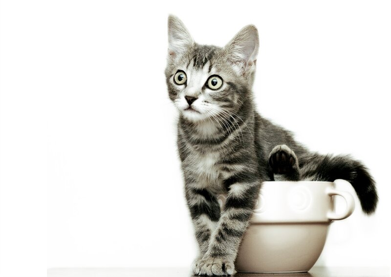 Gray Tabby Kitten — Innocent, Photograph, Cup