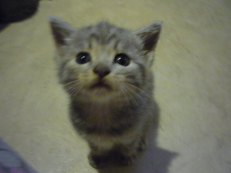 Gray Tabby Kitten — Innocent, Photograph, Floor