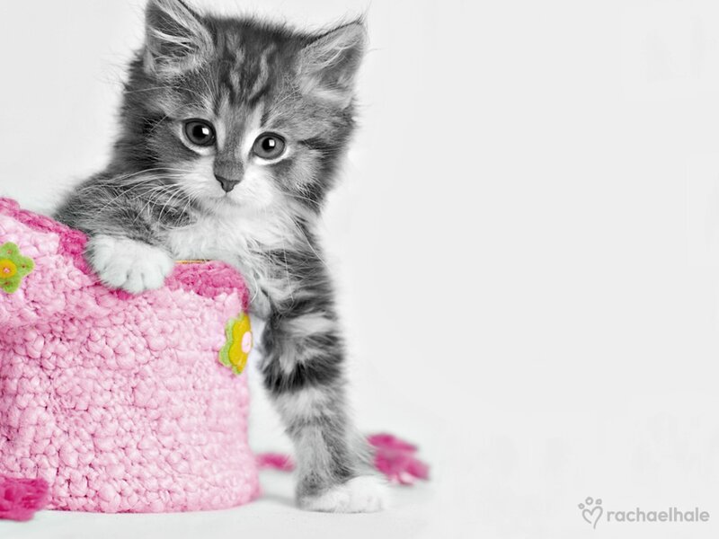 Gray Tabby Kitten — Innocent, Photograph, Pink Knitted Bag