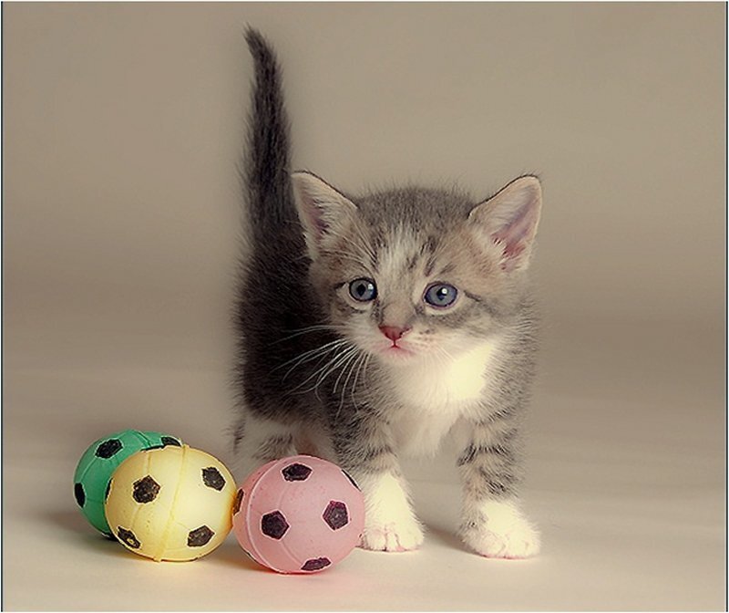 Gray Tabby Kitten — Innocent, Photograph, Soccer Balls