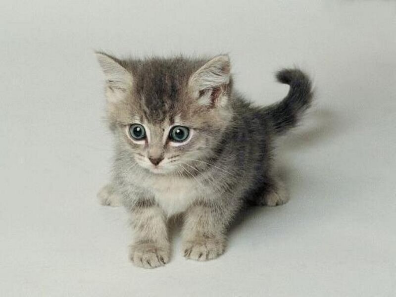Gray Tabby Kitten — Innocent, Photograph